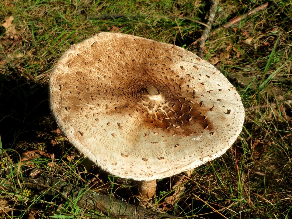 Gemeiner Riesenschirmling (Macrolepiota procera) im Naturschutzgebiet Gewann Frankreich-Wiesental mit geöffnetem Hut