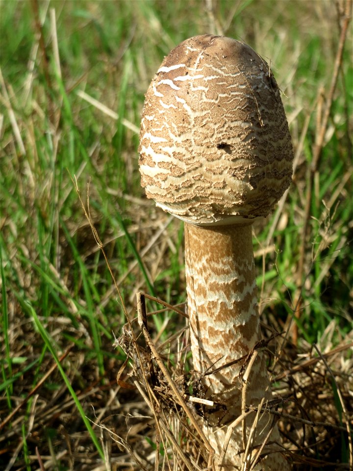 Gemeiner Riesenschirmling (Macrolepiota procera) im Naturschutzgebiet Gewann Frankreich-Wiesental mit geschlossenem Hut