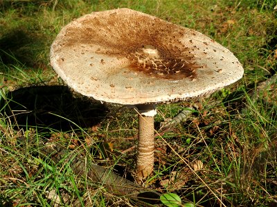 Gemeiner Riesenschirmling (Macrolepiota procera) im Naturschutzgebiet Gewann Frankreich-Wiesental mit geöffnetem Hut