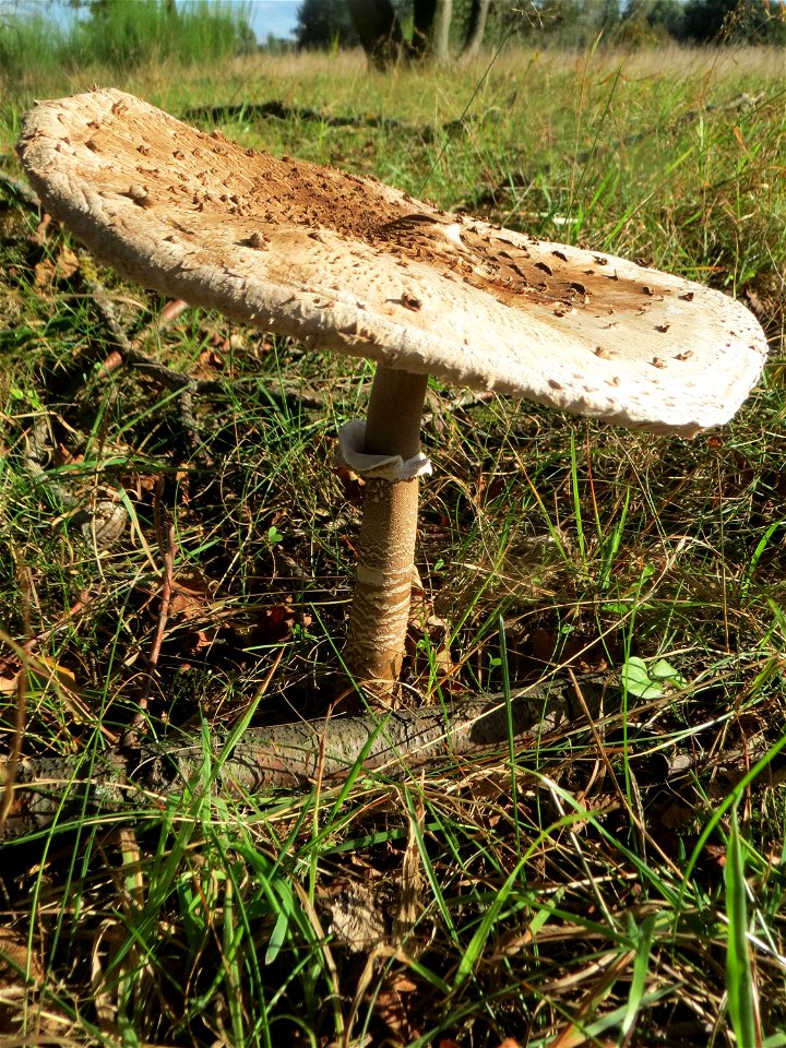 Gemeiner Riesenschirmling (Macrolepiota procera) im Naturschutzgebiet Gewann Frankreich-Wiesental mit geöffnetem Hut