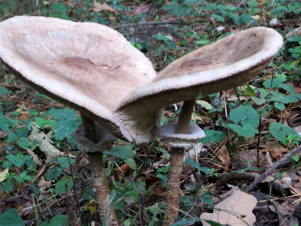 Gemeiner Riesenschirmling (Macrolepiota procera) in der Schwetzinger Hardt