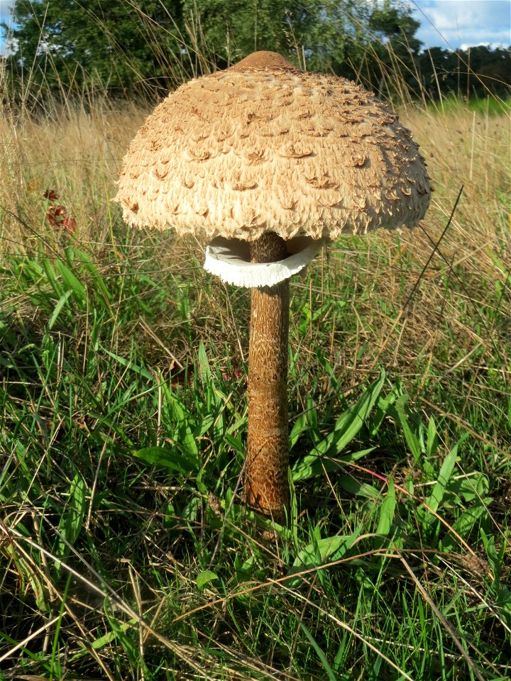 Gemeiner Riesenschirmling (Macrolepiota procera) im Naturschutzgebiet Gewann Frankreich-Wiesental