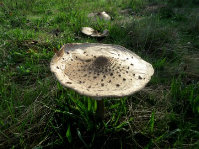 Gemeiner Riesenschirmling (Macrolepiota procera) im Naturschutzgebiet Gewann Frankreich-Wiesental