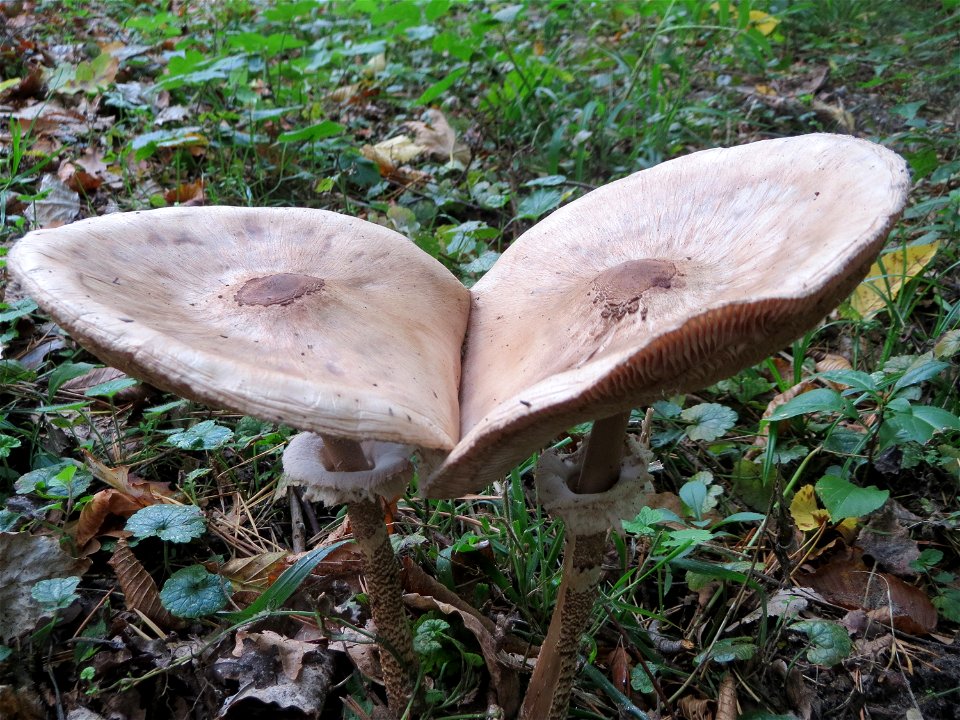 Gemeiner Riesenschirmling (Macrolepiota procera) in der Schwetzinger Hardt