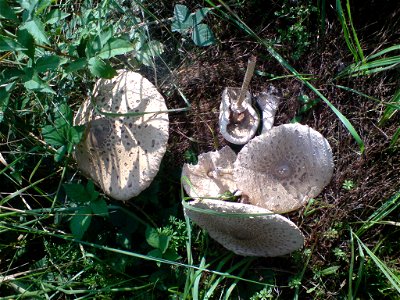 Parasol mushroom (Macrolepiota procera) in Forest