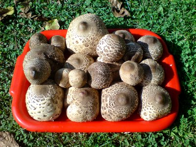 Parasol mushroom (Macrolepiota procera) - refined and ready to brewed