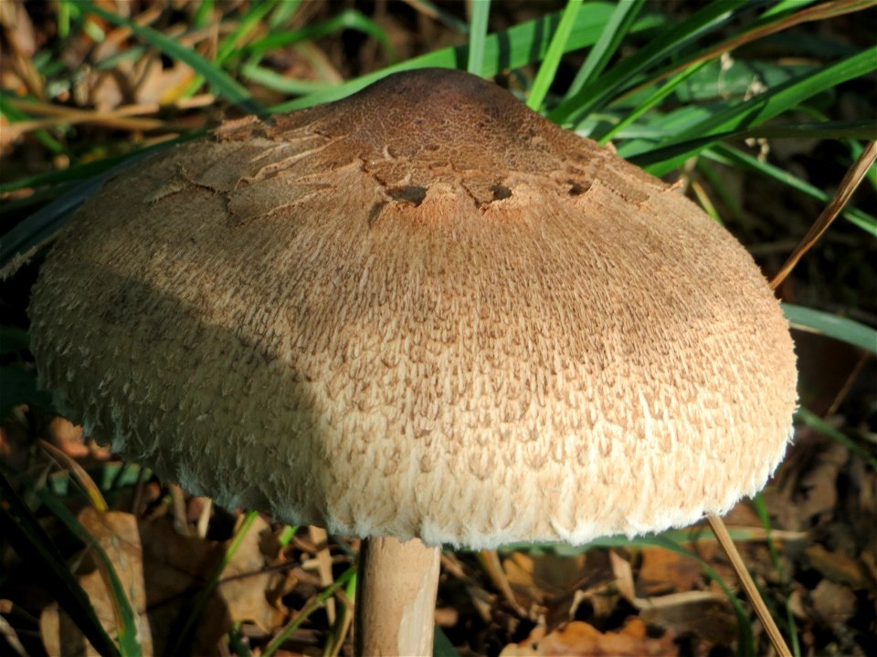 Gemeiner Riesenschirmling (Macrolepiota procera) im Landschaftsschutzgebiet „Drahtzugweiher und das Habsterwiesental“ in Alt-Saarbrücken