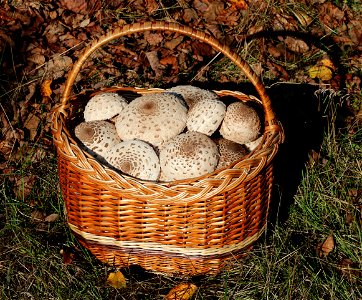 Parasol mushrooms. Picked edible mushroom caps in basket. Trophies of a mushroom hunt. Ukraine, Vinnytsia region photo