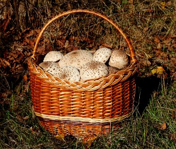 Parasol mushrooms. Picked edible mushroom caps in basket. Trophies of a mushroom hunt. Ukraine, Vinnytsia region photo