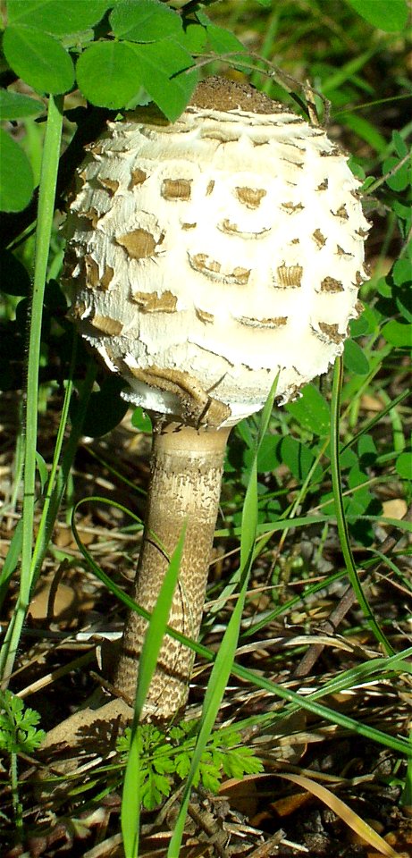 Macrolepiota procera (young)