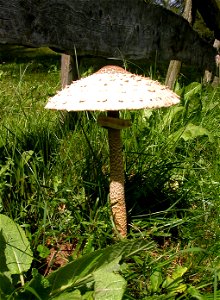 Macrolepiota Procera