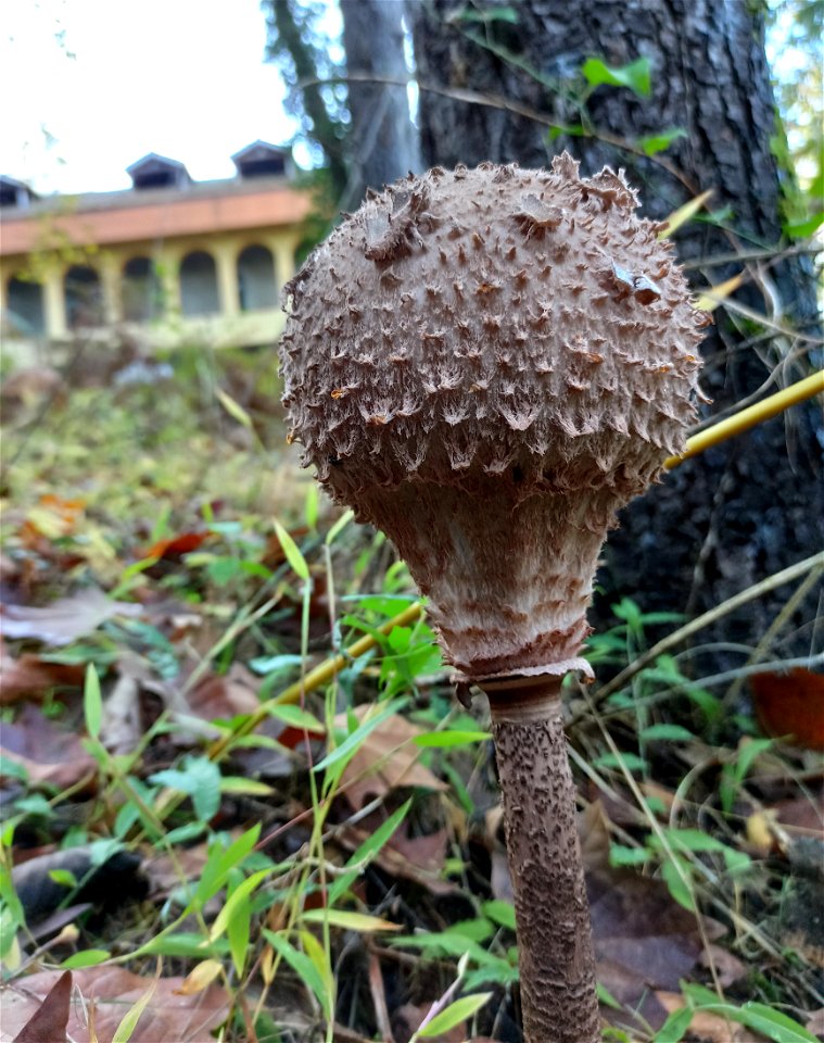Macrolepiota procera, Ekadia Forest Park, Ozurgeti, Georgia