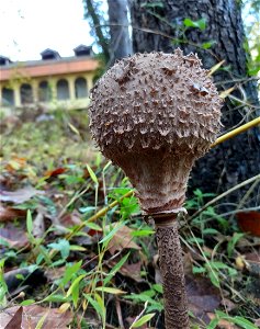 Macrolepiota procera, Ekadia Forest Park, Ozurgeti, Georgia