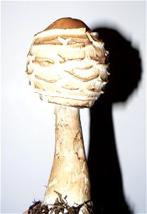 Macrolepiota procera

 champignon ramassé en contre une haie exposée au sud, en bord de route, le 14-12-2006 à Charroux