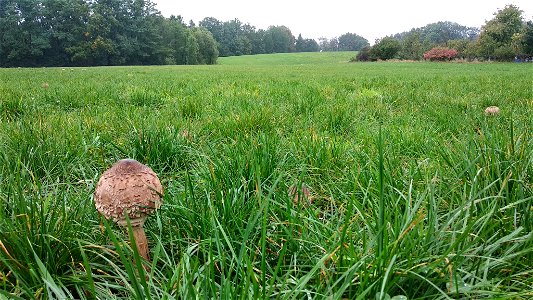 Parasol (Macrolepiota procera) photo