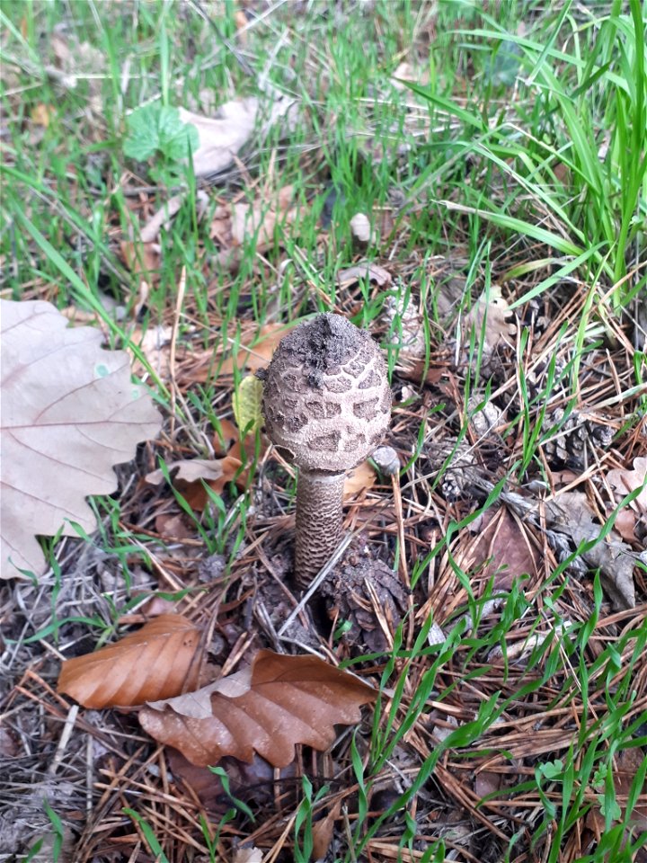Parasol (Macrolepiota procera)