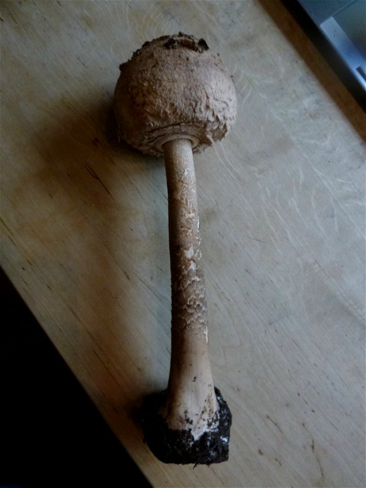 Parasol (Macrolepiota procera)