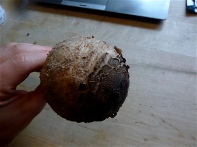 Parasol (Macrolepiota procera) photo