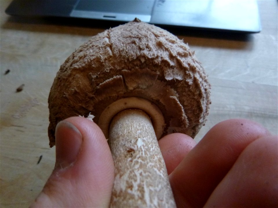 Parasol (Macrolepiota procera)