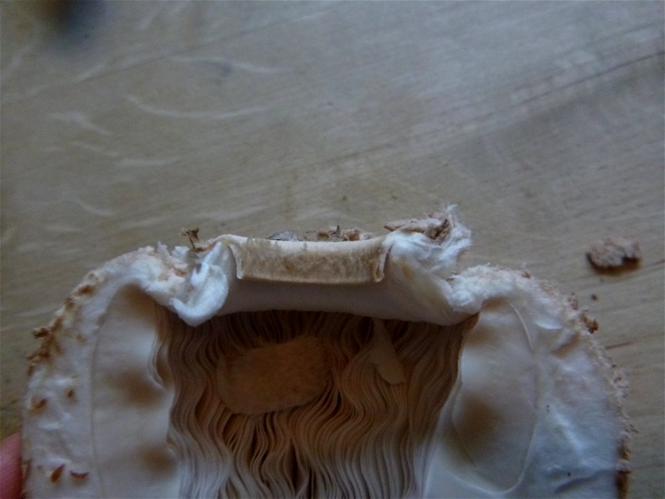 Parasol (Macrolepiota procera)
