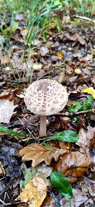 Parasol (Macrolepiota procera)