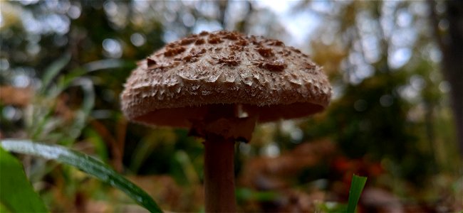 Parasol (Macrolepiota procera) photo