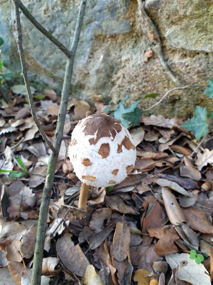 Parasol (Macrolepiota procera)