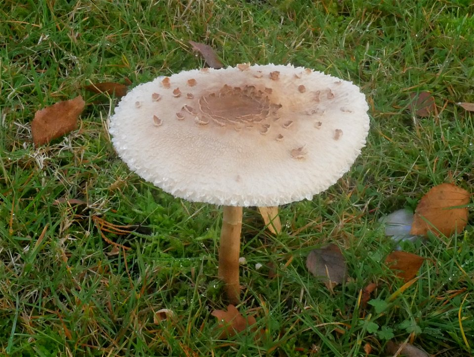 Parasol (Macrolepiota procera)