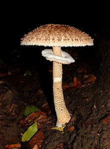 Parasol mushroom, Macrolepiota procera, Ukraine.