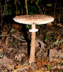 Parasol mushroom, Macrolepiota procera, Ukraine, Vinnytsia Raion photo