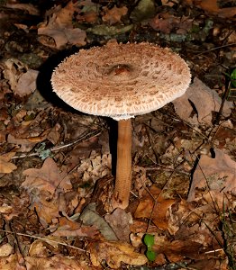 Parasol mushroom, Macrolepiota procera, Ukraine, Vinnytsia Raion photo