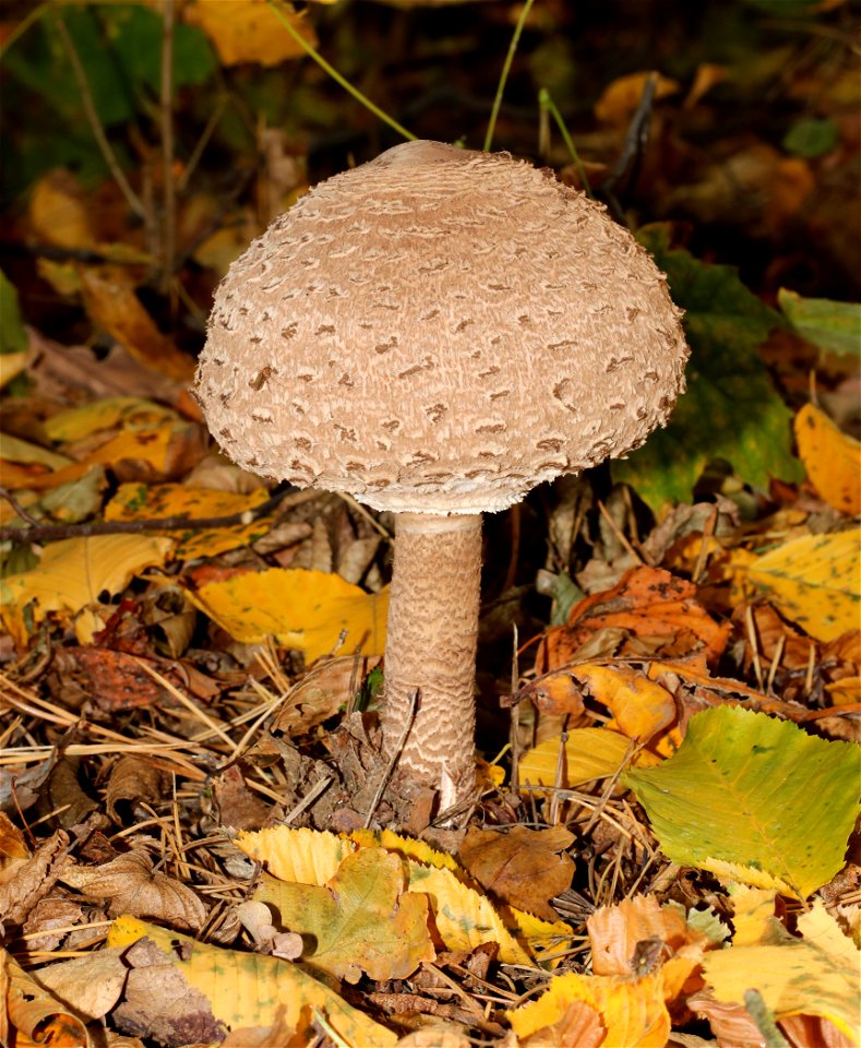 Parasol mushroom, Macrolepiota procera, Ukraine.