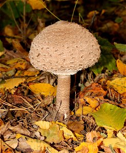 Parasol mushroom, Macrolepiota procera, Ukraine. photo