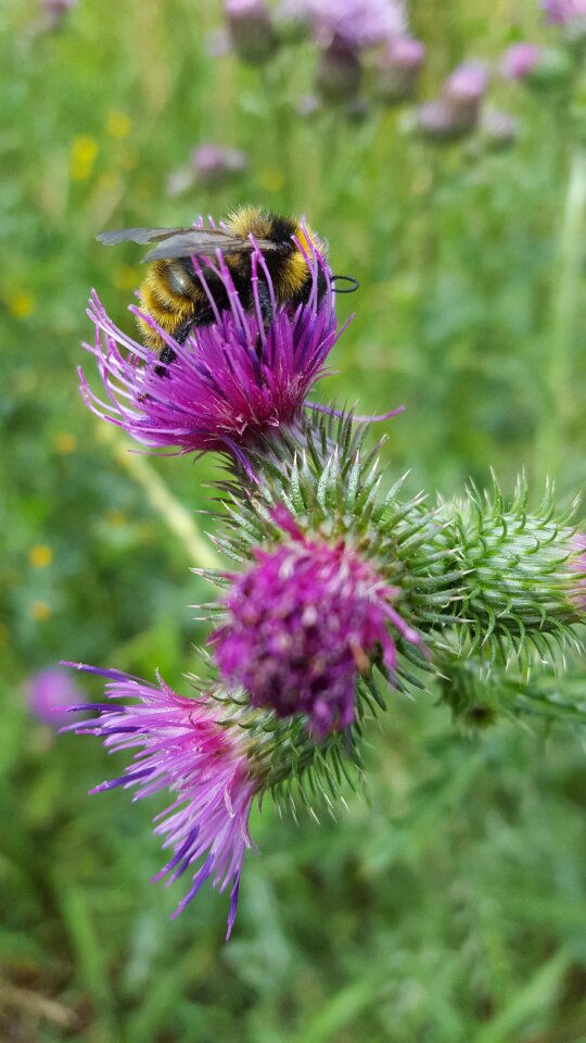 Bumblebee pollination bug