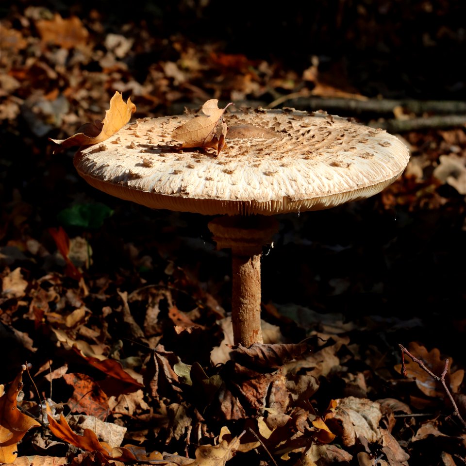 Parasol mushroom, Macrolepiota procera, Ukraine.