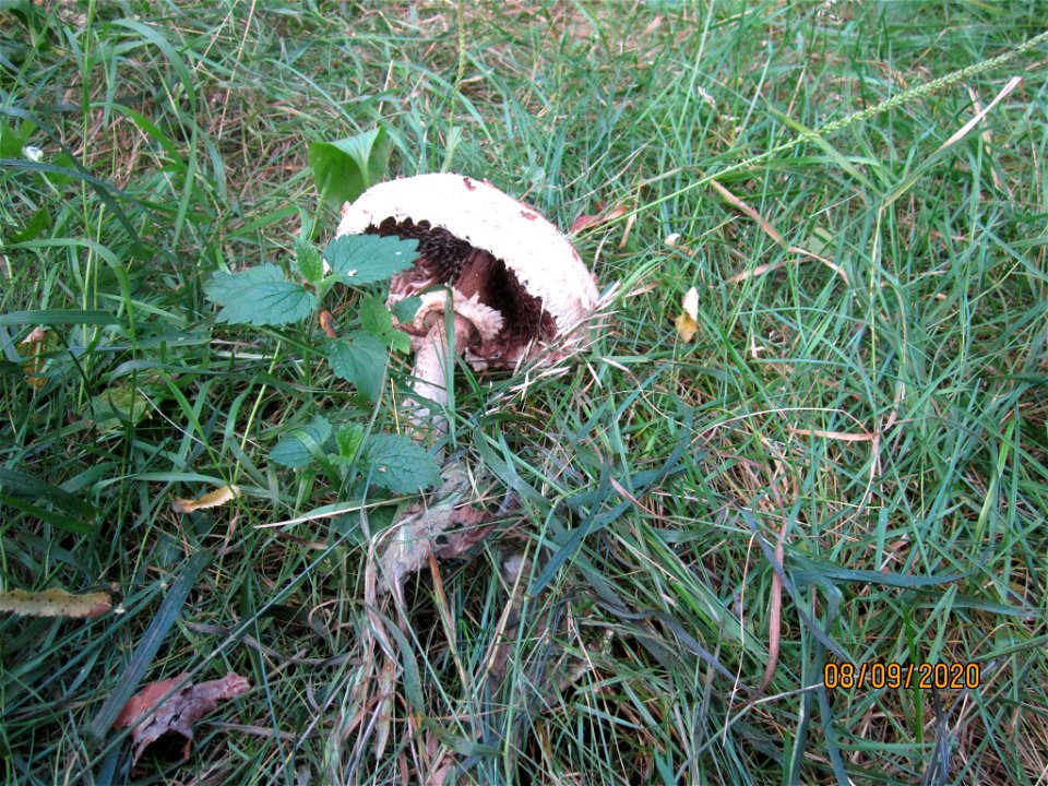 Parasol (Macrolepiota procera)
