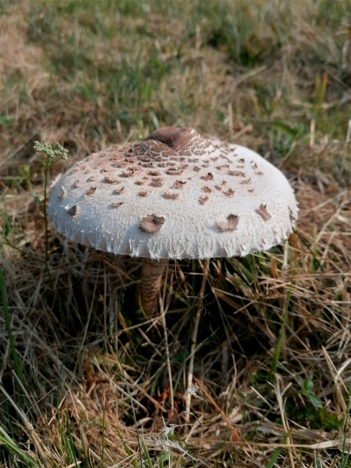 Parasol (Macrolepiota procera)