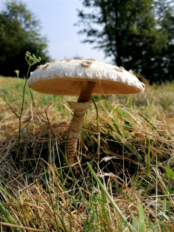 Parasol (Macrolepiota procera) photo