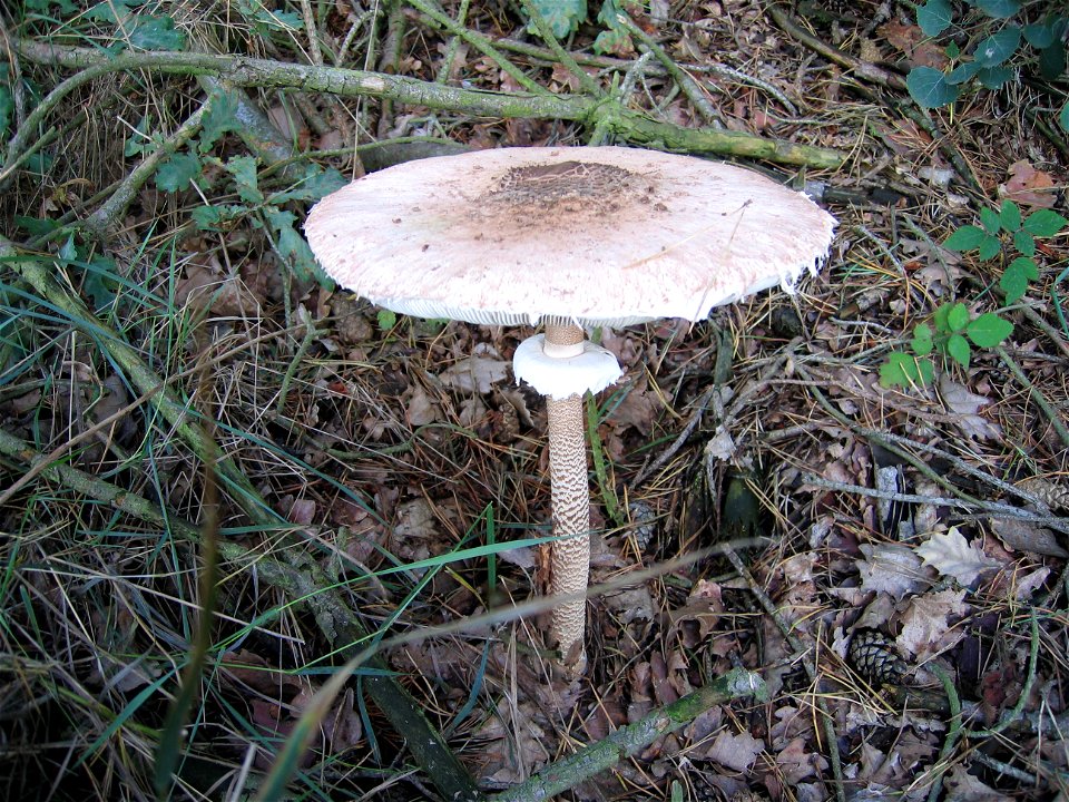 Mehlinger Heide, Parasolpilz