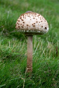 A parasol mushroom (Macrolepiota procera) approaching maturity