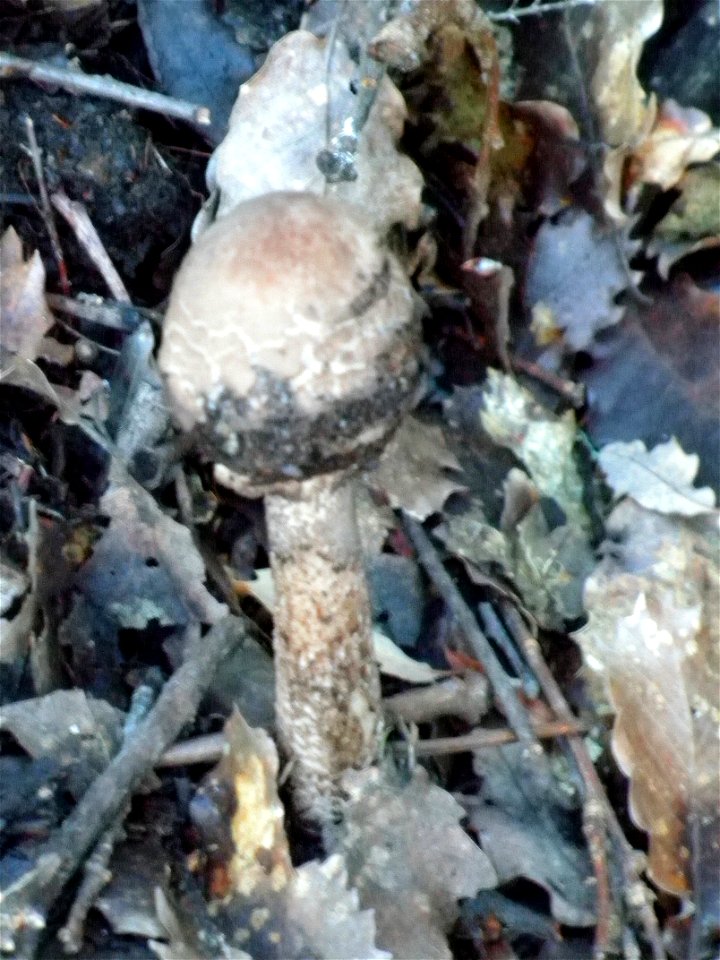 Lepiota procera habit,  Sierra Madrona, Spain