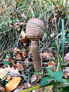 A not fully grown parasol mushroom in a park near the river in Pushcha-Vodytsia near Kyiv, Ukraine. photo