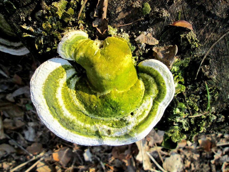Schmetterlings-Tramete (Trametes versicolor) im Landschaftsschutzgebiet „Drahtzugweiher und das Habsterwiesental“ in Alt-Saarbrücken