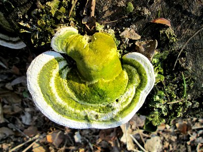 Schmetterlings-Tramete (Trametes versicolor) im Landschaftsschutzgebiet „Drahtzugweiher und das Habsterwiesental“ in Alt-Saarbrücken
