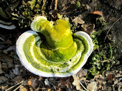 Schmetterlings-Tramete (Trametes versicolor) im Landschaftsschutzgebiet „Drahtzugweiher und das Habsterwiesental“ in Alt-Saarbrücken photo