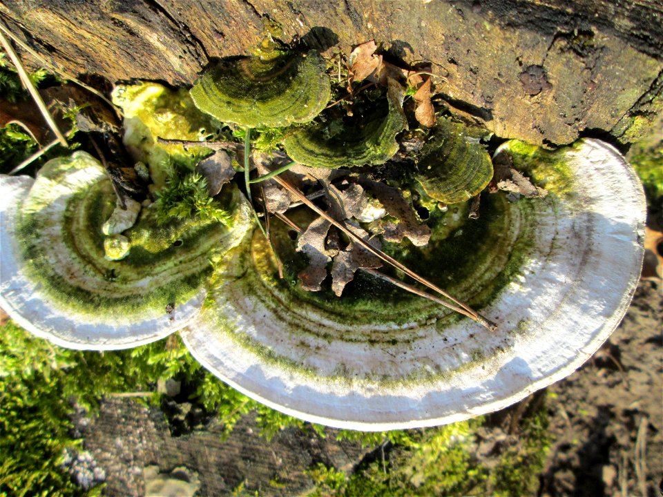 Schmetterlings-Tramete (Trametes versicolor) im Landschaftsschutzgebiet „Drahtzugweiher und das Habsterwiesental“ in Alt-Saarbrücken