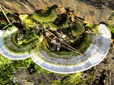 Schmetterlings-Tramete (Trametes versicolor) im Landschaftsschutzgebiet „Drahtzugweiher und das Habsterwiesental“ in Alt-Saarbrücken