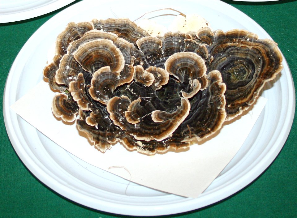 Trametes versicolor on Prague international mushroom exhibition 2008, Czech Republic