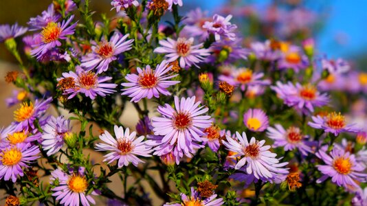 Astra marcinki flourishing