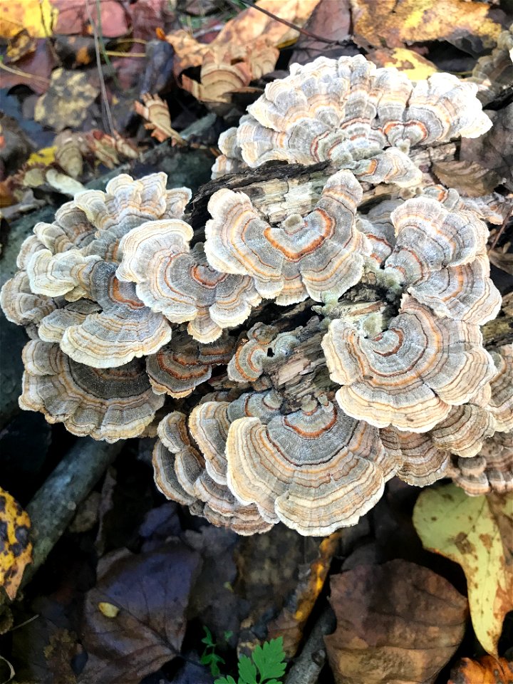 turkey-tail (Trametes versicolor)
